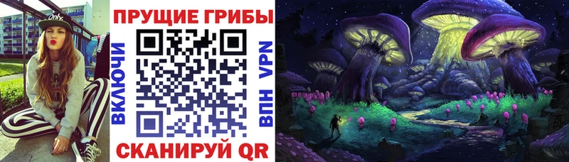 закладка  Высоцк  Псилоцибиновые грибы MAGIC MUSHROOMS 
